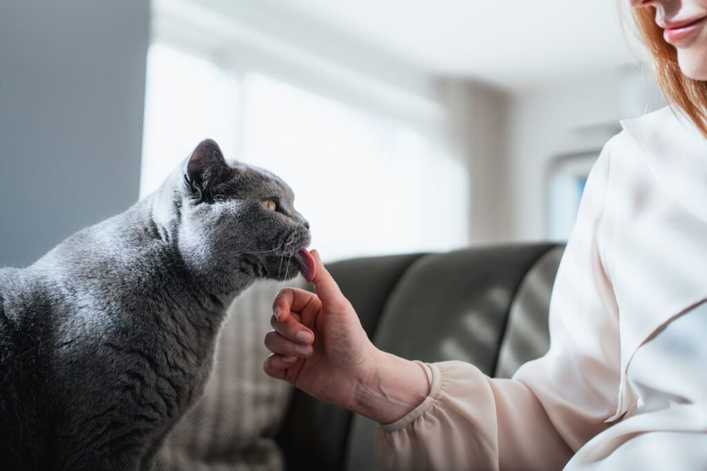 A person gently checking a cat's body condition at home.